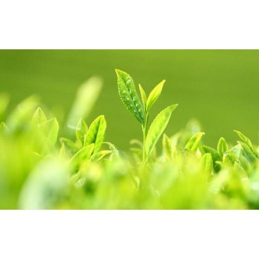 ふるさと納税 お茶類 緑茶（茶葉・ティーバッグ） 京都府 宇治田原町  4回定期便 宇治抹茶入深蒸し煎茶１kg×（3ヶ月毎）4回コース〈定期便 お茶 茶 緑茶 煎茶…_6