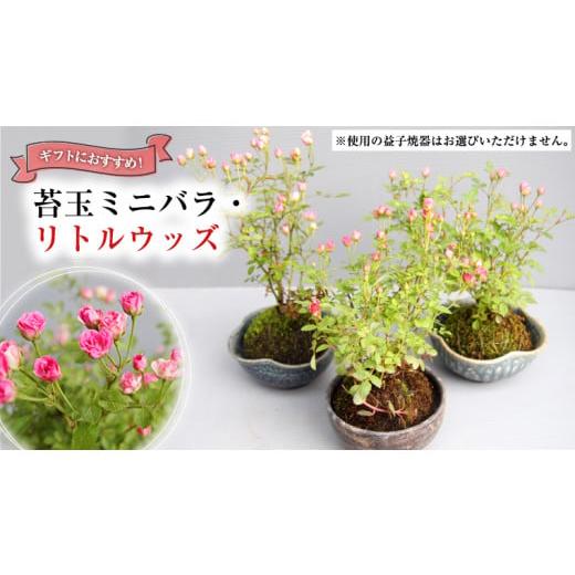 ふるさと納税 茨城県 筑西市 苔玉ミニバラ ・ リトルウッズ ギフト 鉢植え 花 苔 薔薇 バラ [BN009ci]