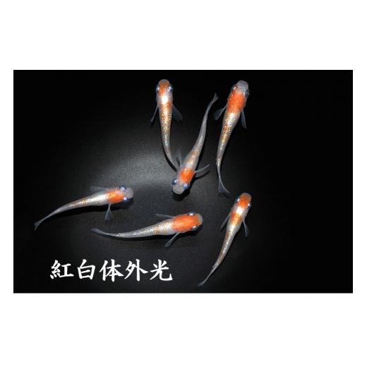 新入荷 ふるさと納税 埼玉県 富士見市 0100-004 メダカ「紅白体外光」3ペア 【GMS1305952091】(46000円)