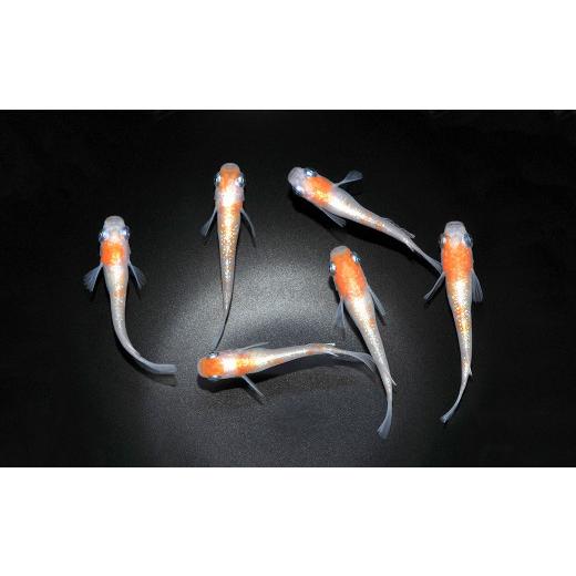 新入荷 ふるさと納税 埼玉県 富士見市 0100-004 メダカ「紅白体外光」3ペア 【GMS1305952091】(46000円)