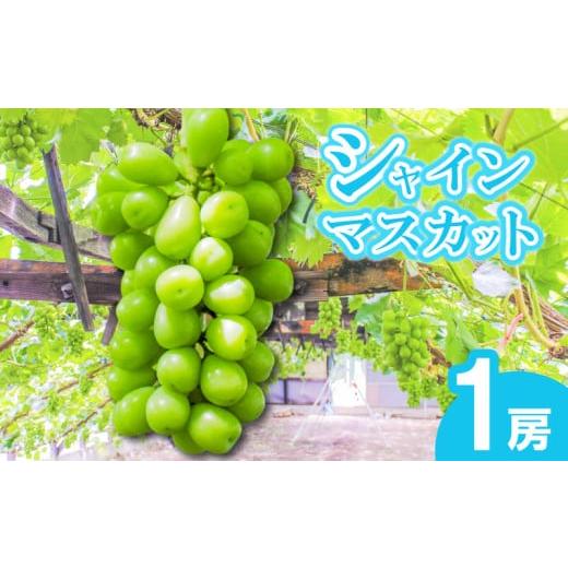 ふるさと納税 果物類 ぶどう 香川県 丸亀市 早期予約 朝採りシャインマスカット 1房(約700g) 名峰讃岐富士育ち 煌めきの果実 マスカット シャインマスカット …