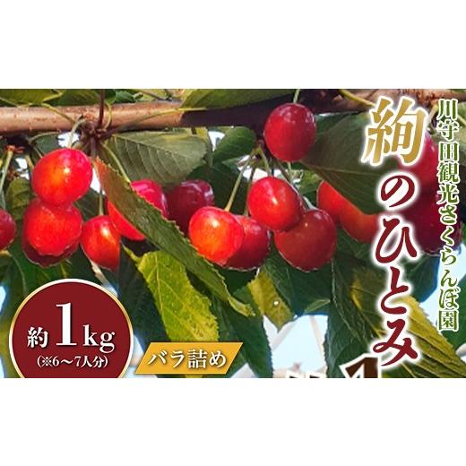 ふるさと納税 果物類 さくらんぼ 青森県 南部町 さくらんぼ 「絢のひとみ」バラ(約1kg) 6〜7人分 川守田観光さくらんぼ園 贈答 フルーツ王国 南部町 サクラ…