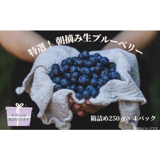 ふるさと納税 果物類 長野県 佐久穂町 特選 朝摘みブルーベリー 箱詰め250g×4パック 計1kg×1箱 [YU-102]