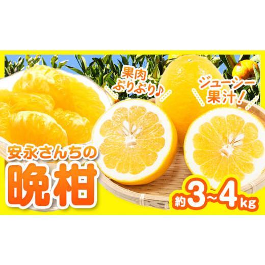ふるさと納税 みかん・柑橘類 熊本県 荒尾市 先行予約 ばんかん 河内晩柑 約 3 〜 4kg 晩柑 みかん ばんかん フルーツ 柑橘 デザート [4月上旬-5月上旬頃出荷…