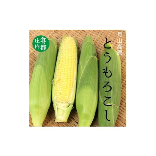 ふるさと納税 とうもろこし 山形県 三川町 食の都庄内 庄内の月山高原とうもろこし 7月下旬〜8月下旬発送