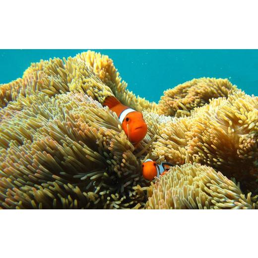 ふるさと納税 沖縄県 恩納村 シュノーケル体験 ペア【バナナボートで行くクマノミ城海の星探し】 