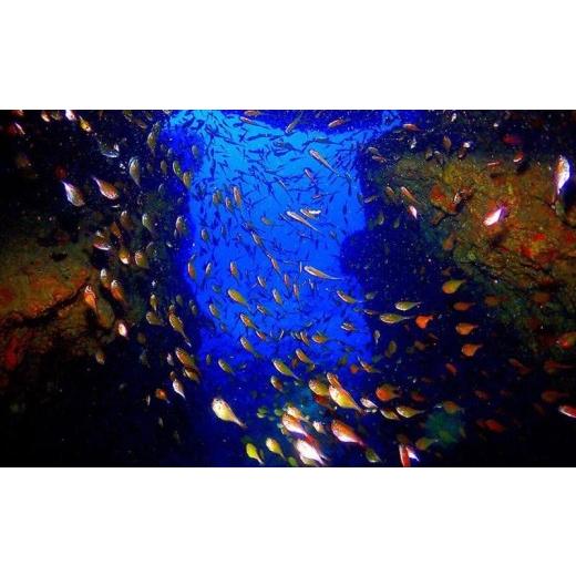 ふるさと納税 体験チケット 沖縄県 恩納村 サンゴと生き物の楽園 魅力いっぱい恩納村ファンダイビング（2DIVE）1名様の画像