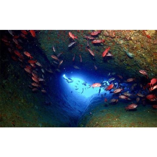 ふるさと納税 体験チケット 沖縄県 恩納村 サンゴと生き物の楽園 魅力いっぱい恩納村ファンダイビング（2DIVE）1名様の画像