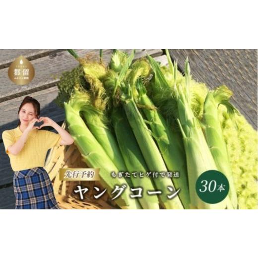 ふるさと納税 とうもろこし 山梨県 都留市 2026年先行予約 山梨県産 ヤングコーン 30本入|朝採れ もぎたて発送 ヒゲ付き 甘い 国産 とうもろこし トウモロコ…