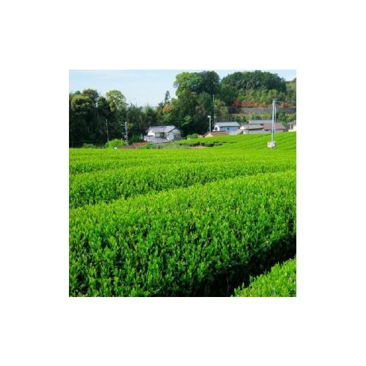 ふるさと納税 お茶類 緑茶（茶葉・ティーバッグ） 静岡県 沼津市 静岡銘茶二撰 「金粋」×2、 「光緑」×3 (各100g袋入り)　詰め合わせ_3