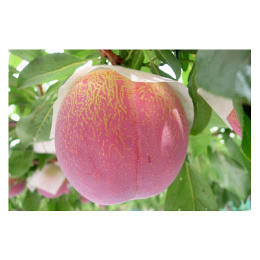 ふるさと納税 もも 山梨県 中央市 すもも 貴陽 約1.5kg 化粧箱入 6-8玉《7月前半から順次お届け》 JAふえふき 山梨県 中央市 21470470 フルーツ 果物 くだもの…の画像