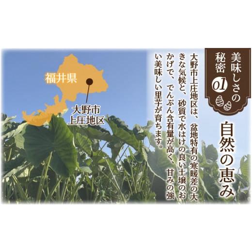 ふるさと納税 福井県 大野市 【先行予約】【12月発送分】上庄さといも 5kg 減農薬・減化学肥料の特別栽培里芋  【12月発送分】上庄さといも 5kg｜furusatochoice｜05