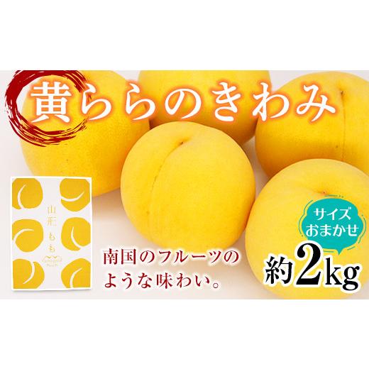 ふるさと納税 もも 山形県 南陽市  令和8年産先行予約 黄桃 「黄ららのきわみ」 約2kg (6〜12玉 秀 サイズおまかせ) 《令和8年9月中旬〜発送》 『南陽中央青果…の画像