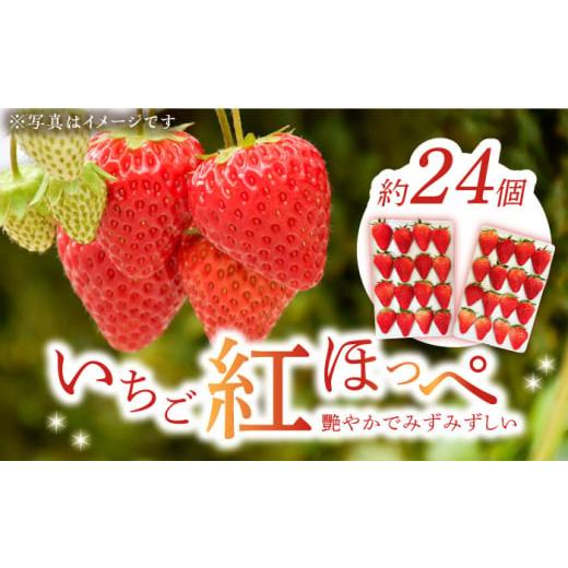 ふるさと納税 広島県 江田島市 [1月下旬から順次発送予定]瀬戸内の島からお届け!いちご「紅ほっぺ」24〜32個 苺 いちご イチゴ 紅ほっぺ フルーツ 江田島市…