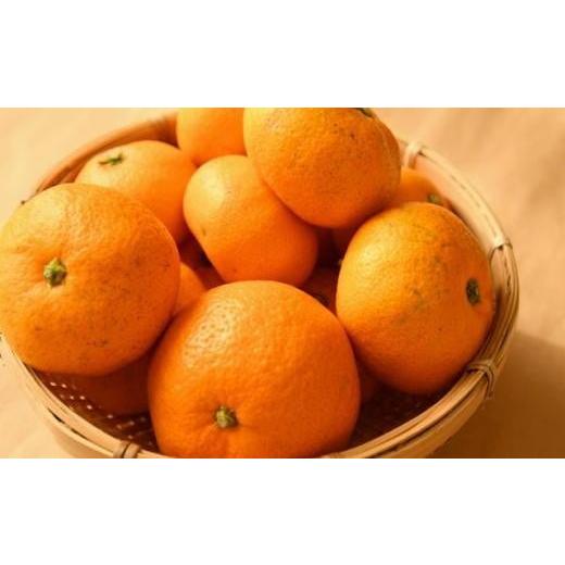 ふるさと納税 果物類 みかん 和歌山県 九度山町  訳あり 和歌山有田みかん約5kg（S〜Lサイズいずれかお届け） 2026年11月中旬頃より順次発送［TM81］ |  | 03