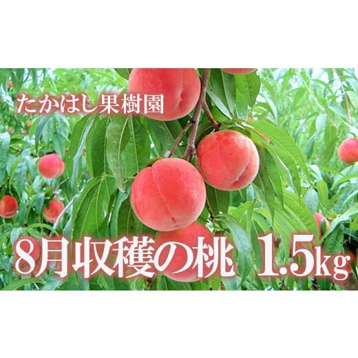 ふるさと納税 福島県 福島市 No.1905[先行予約]たかはし果樹園の桃 8月収穫約1.5kg[2024年発送]