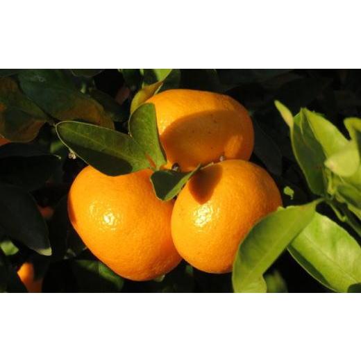 ふるさと納税 果物類 みかん 和歌山県 有田川町  訳あり 和歌山有田みかん約5kg（S〜Lサイズいずれかお届け） 2026年11月中旬頃より順次発送［TM81w］ |  | 04