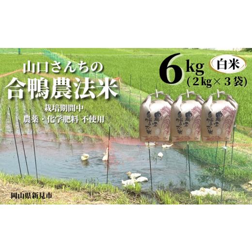 ふるさと納税 米 コシヒカリ 岡山県 新見市 令和7年産 山口さんちの合鴨農法米 白米6kg (2kg×3袋)