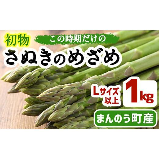 ふるさと納税 香川県 まんのう町 [先行予約!2025年2月中旬以降順次発送予定]初物!アスパラガス さぬきのめざめ (約1kg/Lサイズ以上) [man091][Aglio n…