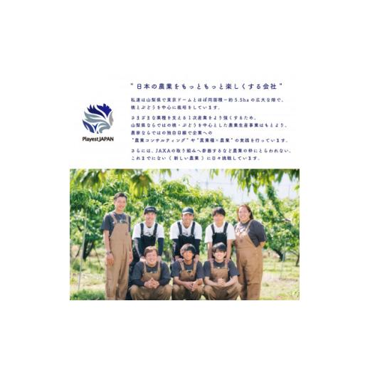 ふるさと納税 もも 山梨県 山梨市 2026年発送 山梨県産 桃 白鳳系 2kg以上(5〜8玉) フルーツ王国・山梨から産地直送 1137260の画像