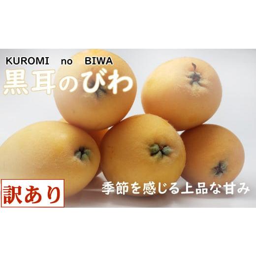 ふるさと納税 高知県 室戸市 [訳あり]黒耳びわ 大小混合 12〜20玉