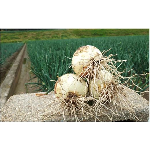 ふるさと納税 野菜類 玉ねぎ 兵庫県 南あわじ市 淡路島産 新玉ねぎ10kg  配送４月末頃〜 淡路島産新玉ねぎ10kgの画像