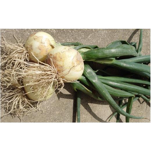 ふるさと納税 野菜類 玉ねぎ 兵庫県 南あわじ市 淡路島産 新玉ねぎ10kg  配送４月末頃〜 淡路島産新玉ねぎ10kgの画像