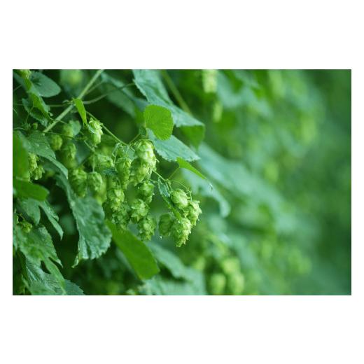 ふるさと納税 ビール 地ビール 岩手県 遠野市 クラフトビール 24缶 遠野 麦酒 ZUMONA HAZY IPA 350ml 24本 セット 地ビール ゆきちから ズモナ ビール 缶ビー…_6