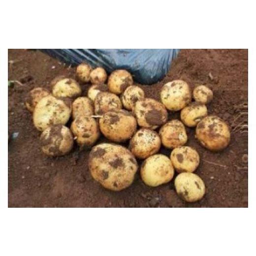 ふるさと納税 野菜類 じゃがいも 茨城県 行方市 AE-22 JAなめがたしおさい 新じゃが「とうや」10kg