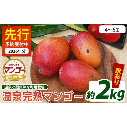 ふるさと納税 マンゴー 鹿児島県 指宿市 2026年 発送 訳あり 地下から湧き出る温泉と蒸気熱を利用栽培した温泉完熟マンゴー 約2kg(トロピカルファームいぶす…