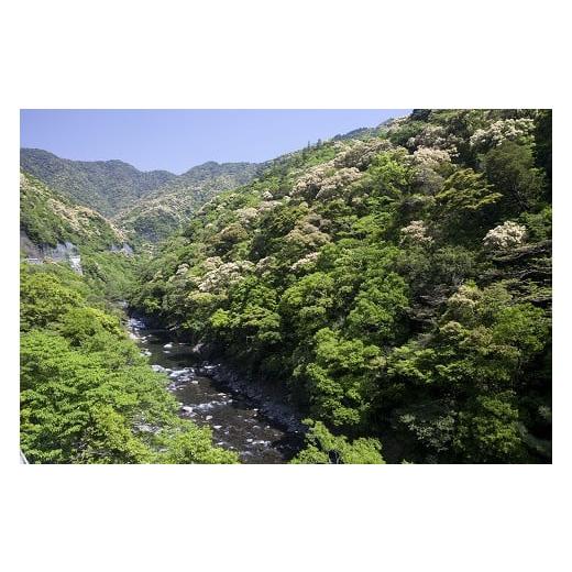 ふるさと納税 水・ミネラルウォーター 500mL〜999mL 宮崎県 綾町 照葉樹の恵み「綾の天然水」500ml×24本の画像