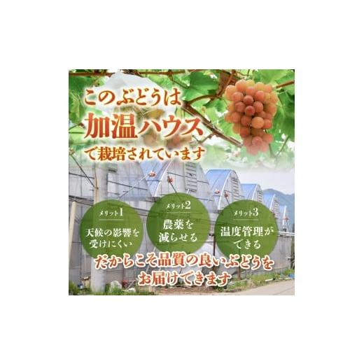 ふるさと納税 ぶどう マスカット 山梨県 甲州市 クール配送 加温ハウス サンシャインレッド シャインマスカット 合計1.2kg以上 2026年発送 （MS）D-162 サンシ…の画像