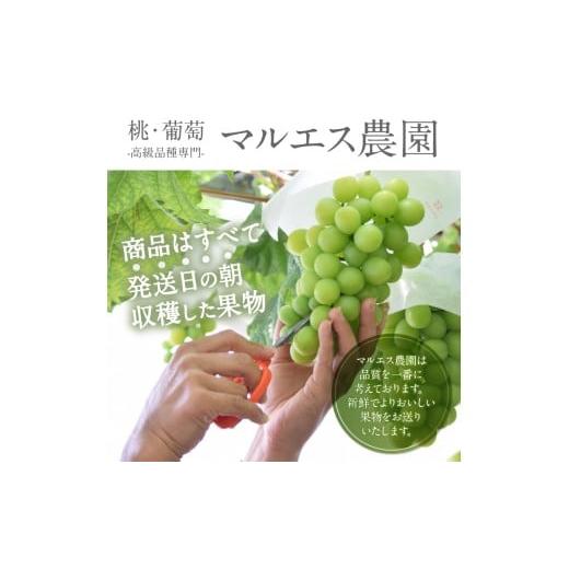 ふるさと納税 ぶどう マスカット 山梨県 甲州市 クール配送 加温ハウス サンシャインレッド シャインマスカット 合計1.2kg以上 2026年発送 （MS）D-162 サンシ…の画像