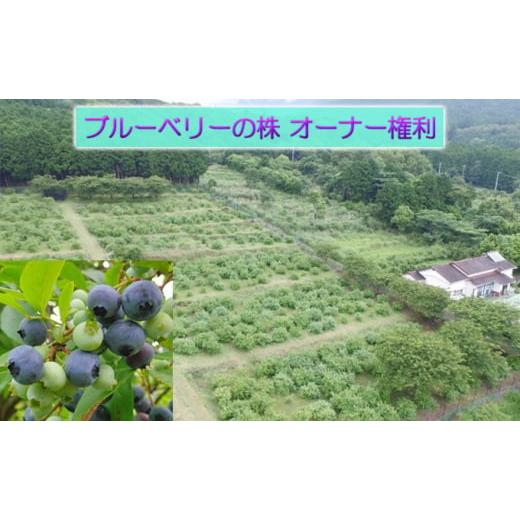 ふるさと納税 静岡県 河津町 ブルーベリーの株　オーナー権利（摘み取り体験） [No.5227-0368] 