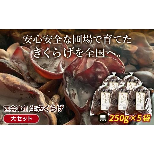 ふるさと納税 野菜類 きのこ 福島県 西会津町 [期間限定]西会津産 生きくらげ 大セット (黒250g×5袋) 完全無農薬 生 きくらげ 木耳 キクラゲ 国産 おつまみ…