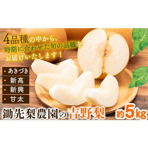 ふるさと納税 梨 熊本県 氷川町 梨 フルーツ 熊本 県 氷川 町 産 鋤先 梨 農園 の梨 約5kg 鋤先梨農園 [8月下旬-10月中旬頃出荷] 熊本県 氷川町 あきづき 甘…