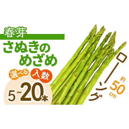 ふるさと納税 野菜類 アスパラガス 香川県 まんのう町 期間限定 2026年2月下旬以降順次発送予定 選べる本数 春芽 ロング 約50cm アスパラガス さぬきのめざめ…