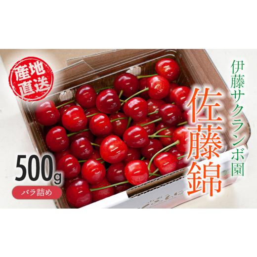 ふるさと納税 果物類 さくらんぼ 山形県 鶴岡市 令和8年産先行予約 伊藤サクランボ園のさくらんぼ「佐藤錦」(L〜2Lサイズ混合)バラ詰め 500g 山形県鶴岡産…