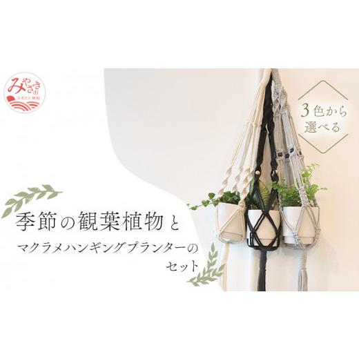 ふるさと納税 雑貨・日用品 インテリア 宮崎県 宮崎市 [白]季節の観葉植物と3色から選べるマクラメハンギングプランタ—のセット_M005-006_wh 白