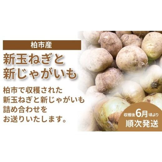 ふるさと納税 野菜類 じゃがいも 千葉県 柏市 柏市産 新玉ねぎ(約5kg)と新じゃがいも(約5kg)詰め合わせ [先行予約 2026年6月順次発送] [ たまねぎ じゃ…