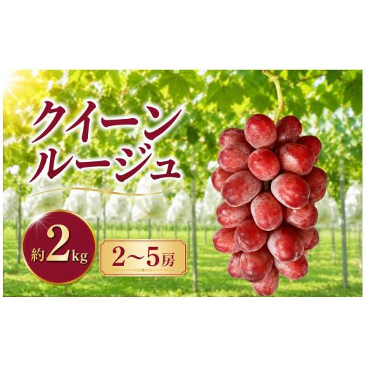 ふるさと納税 ぶどう 長野県 小布施町 先行受付 クイーンルージュ? 約2kg 2〜5房[新規就農者応援コース 幸作会]|クイーンルージュ? フルーツ ブドウ 果物 …