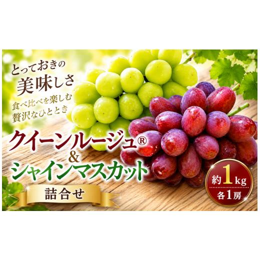 ふるさと納税 ぶどう 長野県 小布施町 先行受付 クイーンルージュ? &amp; シャインマスカット 詰合せ 約1kg 各1房 2026年9月上旬〜11月上旬発送予定 [新規就…