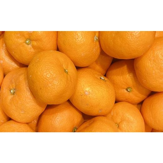 ふるさと納税 果物類 みかん 和歌山県 有田川町  秀品 和歌山有田みかん約4kg(2Lサイズ) 2026年11月中旬頃より順次発送［TM199w］ |  | 02