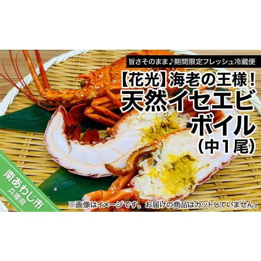 ふるさと納税 兵庫県 南あわじ市 [旨さそのまま♪期間限定フレッシュ冷蔵便]海老の王様!天然イセエビボイル(中1尾)