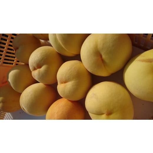 ふるさと納税 もも 山梨県 南アルプス市 2026年発送先行予約 南アルプス市特産 黄金桃(約3kg) ALPCM003 / もも モモ 黄金桃 山梨県 南アルプス市