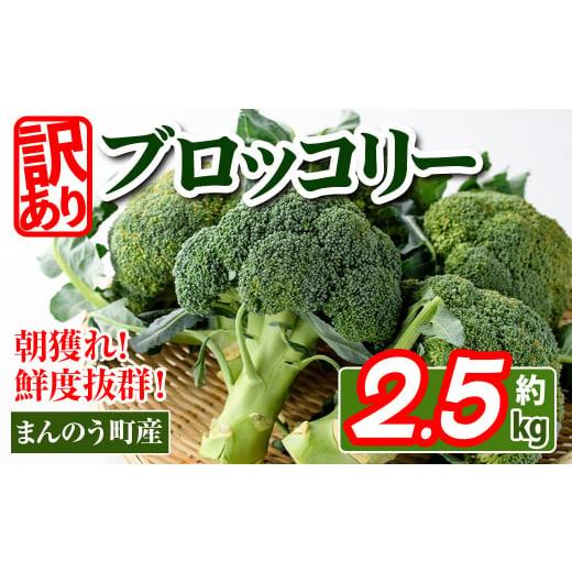 ふるさと納税 野菜類 香川県 まんのう町 先行予約 2026年2月上旬以降順次発送予定 訳あり 選べる容量 香川県産 ブロッコリー 訳あり (約2.5kg) man058・man10…