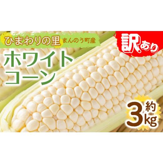 ふるさと納税 とうもろこし 香川県 まんのう町 先行予約 2026年6月上旬以降順次発送予定 訳あり 選べる容量 ホワイトコーン(約3kg) 国産 野菜 とうもろこし …