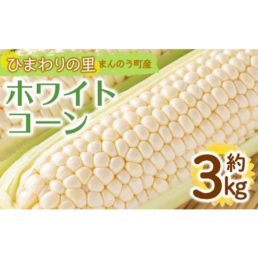 ふるさと納税 とうもろこし 香川県 まんのう町 先行予約 2026年6月上旬以降順次発送予定 選べる容量 ホワイトコーン(約3kg/通常品) man110・man111 Aglio ne…