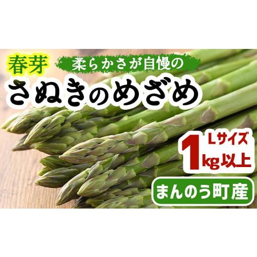 ふるさと納税 香川県 まんのう町 [期間限定!2024年2月下旬以降順次発送予定][Lサイズも選べる]春芽!太物アスパラガス「さぬきのめざめ」(約1kg・Lサイズ…