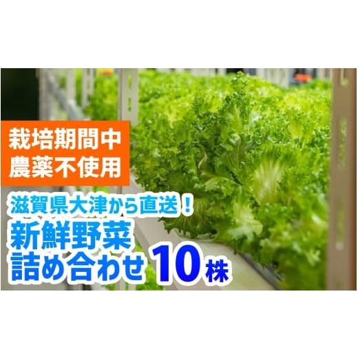 ふるさと納税 野菜類 滋賀県 大津市 滋賀県大津から 直送 新鮮 野菜 詰め合わせ(栽培期間中農薬不使用) BF001 / セット 生野菜 サラダ スープ 冷蔵 水耕栽…